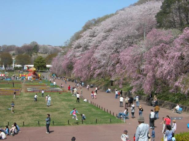 cherry-bloosom-hanami-nipon