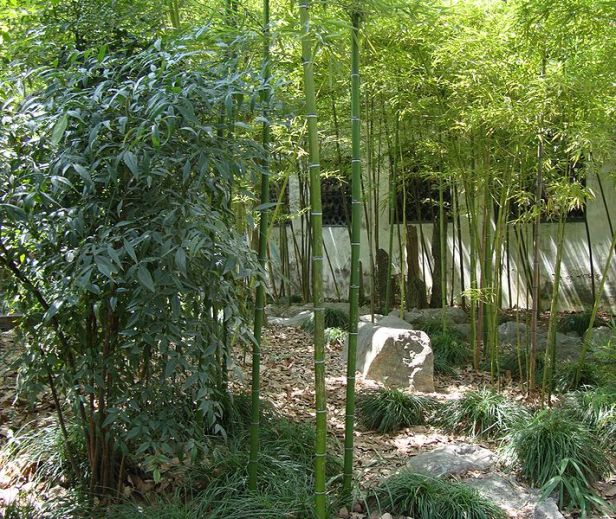 china-yuyuan_garden_-_bamboo