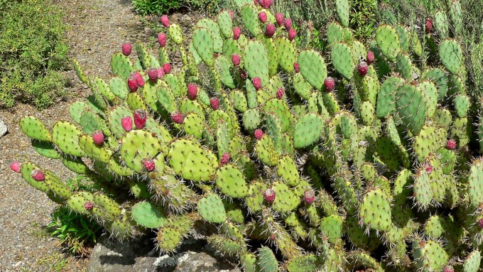 chumbera-opuntia-littoralis