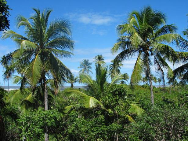 coconut-palms