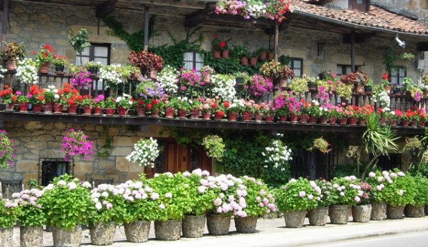 cultivo-de-plantas-en-macetas-1