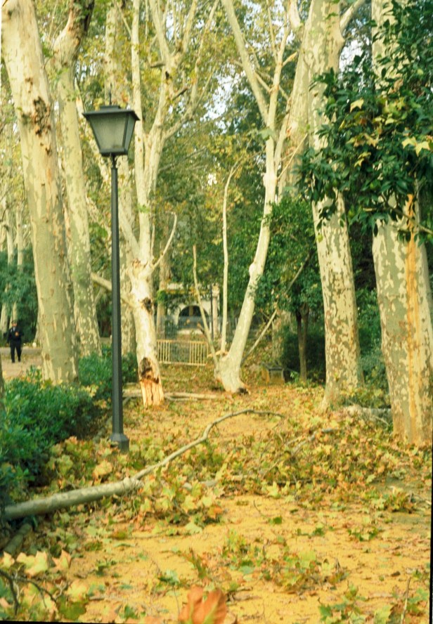 danos-vendaval-en-parque-de-maria-luisa