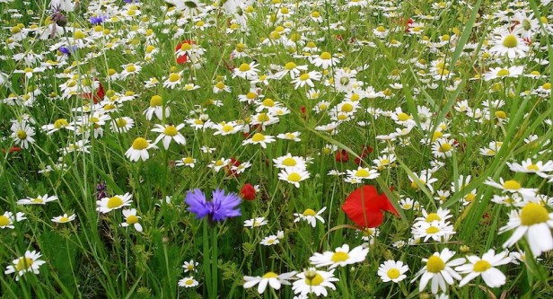 ecosistema-biodiversidad