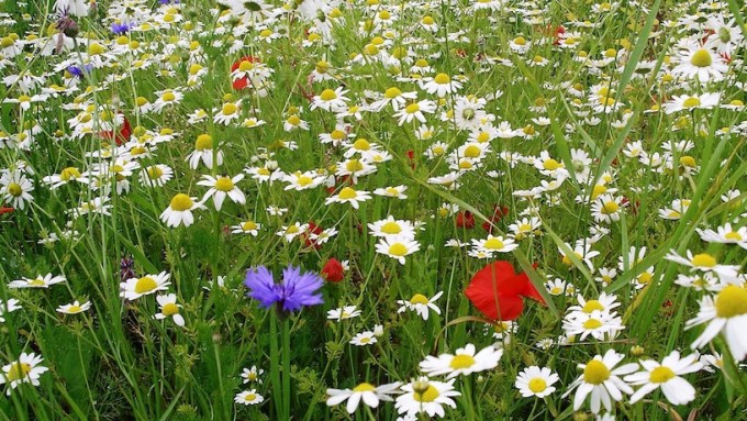 ecosistema-biodiversidad