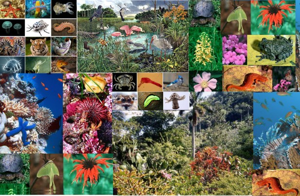 ecosistema-biodiversity