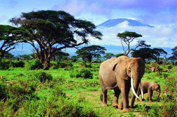 ecosistema-mt-kilimanjaro-elephants-1024x681