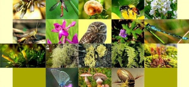 ecosistema-que-es-la-biodiversidad_1451