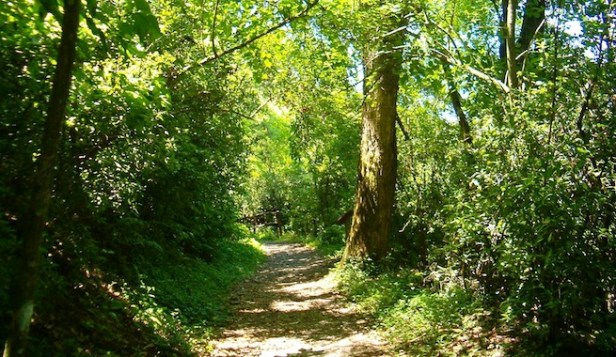 ecosistemas-acomo-cuidar-los-bosques