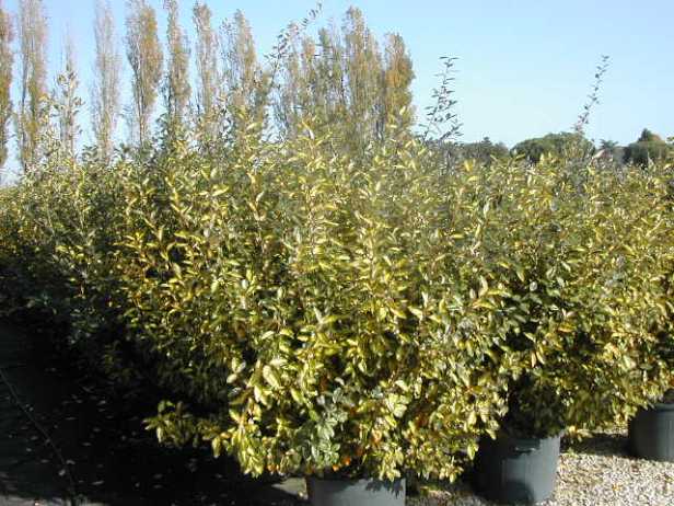 elaeagnus-x-ebbingei-aurea