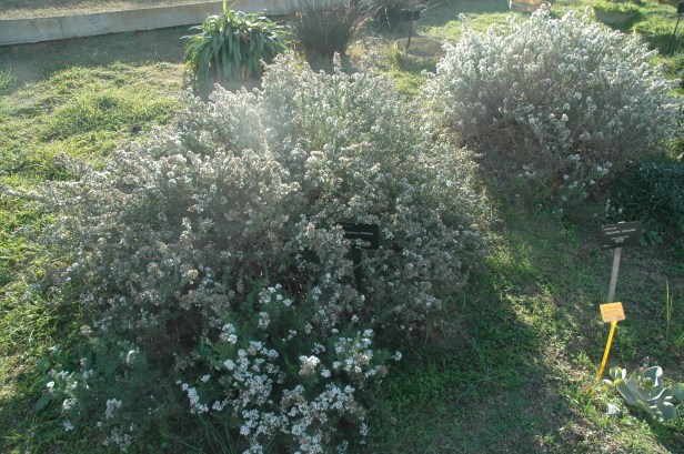 eriocephalus-africanus-x1