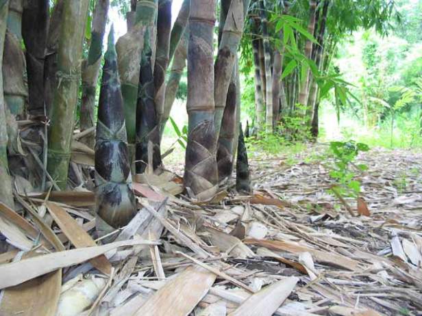 gigantocloa-apus-shoot