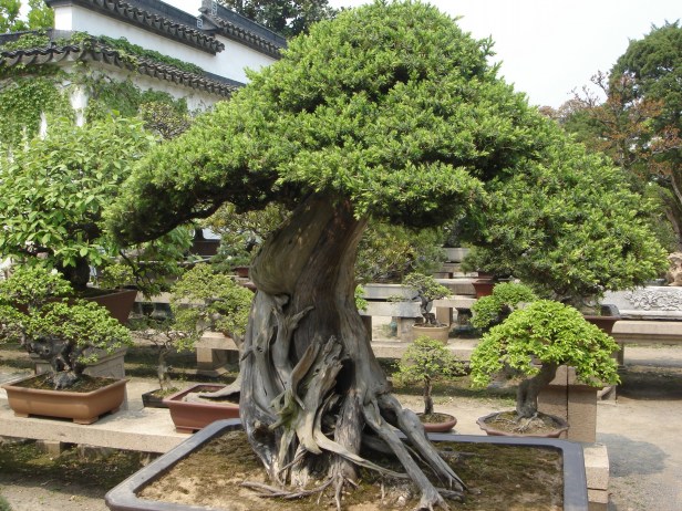 humble-administrator-2