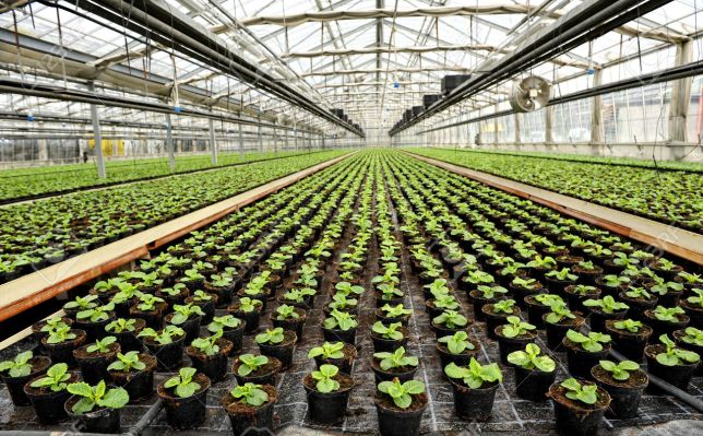 interior-de-un-invernadero-para-el-cultivo-de-plantas-de-interior-comercial-en-maceta-para-venta-al