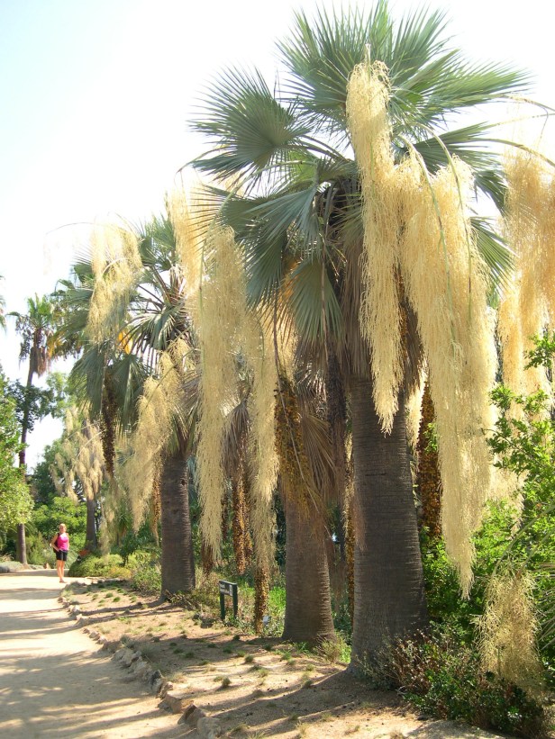 jardi-marimurtra-087