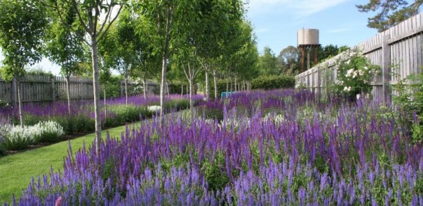 jardin-mediterraneo-asalvia_nemorosa_caradonna_1