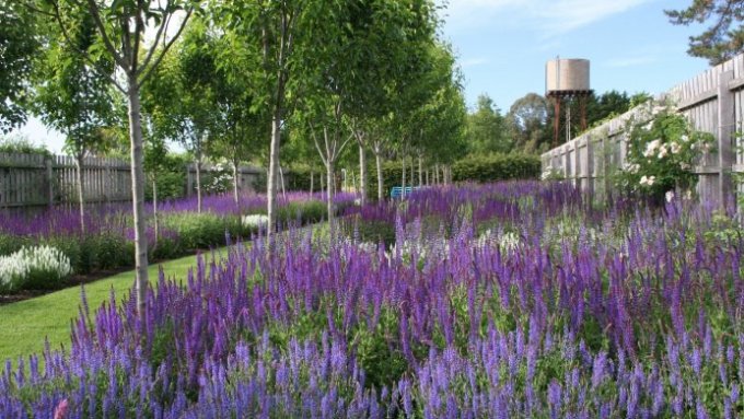 jardin-mediterraneo-asalvia_nemorosa_caradonna_1