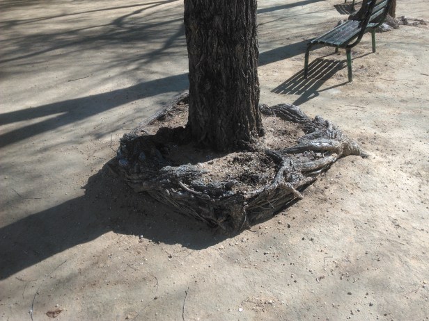 jardin-pirineos-espiralizacion-en-alcorque-17-febrero-2016-067