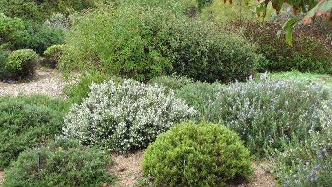 jardin_mediterraneo-arcilooso