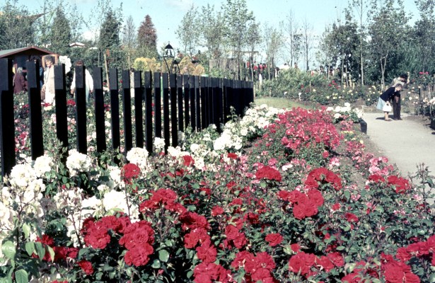jardineria-urbana-parterres-de-flor-rosales