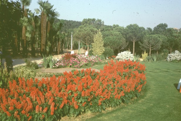 jardineria-urbana-salvias