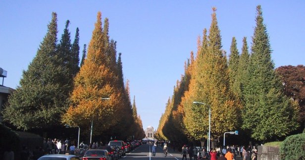 jingu_gaien_ginkgo_street_tokyo