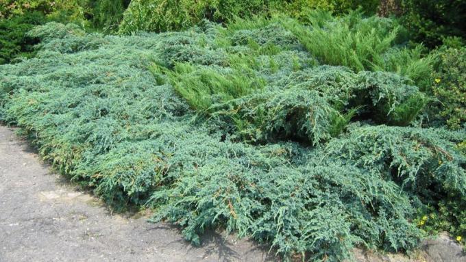 juniperus-x-pfitzeriana