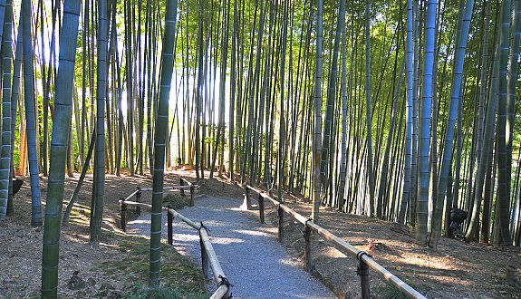 kodaiji-temple-kyoto-bambues