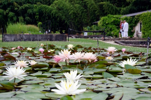 latour-marliac-jardin-nenufares-1