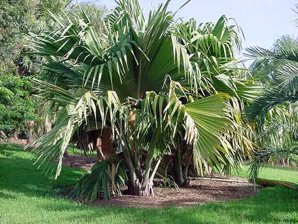 lodoicea-maldivica-2