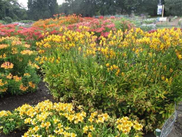 mixed-border-wisley-trial-fields-alstromeria