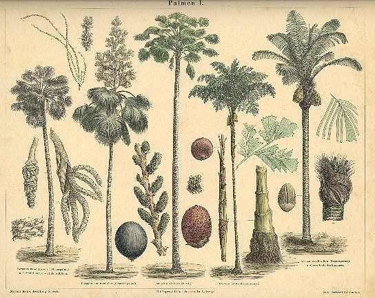 palm-tree-1874