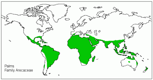 palm-tree-distrtibution