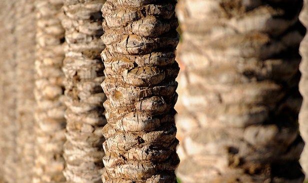palm-tree-trunks
