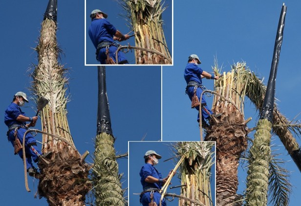 palma-blanca-recoleccion