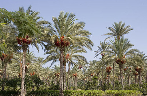 palmeras-en-egipto-datepalm