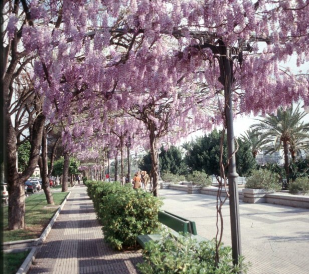 paseo-alcalde-marques-del-contadero_6d