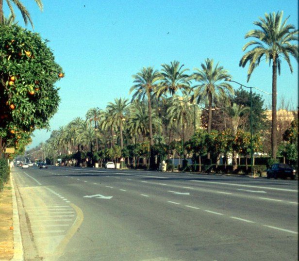 paseo-de-la-palmera_1-copia