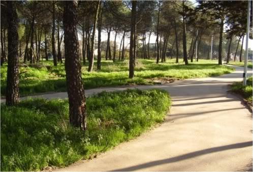 pavimento-terrizo-aripaq