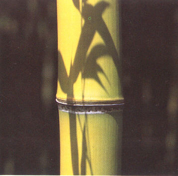 phyllostachys-bambusoides