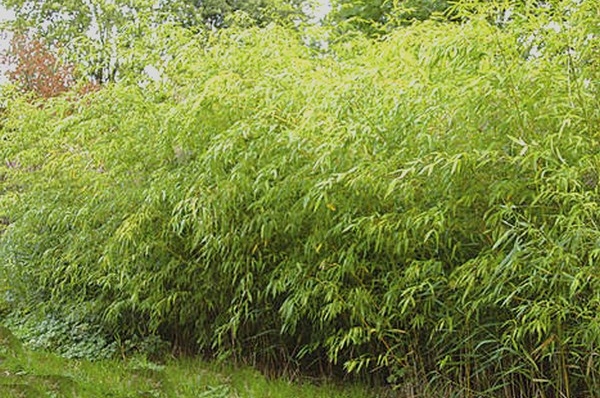 Phyllostachys-flexuosa