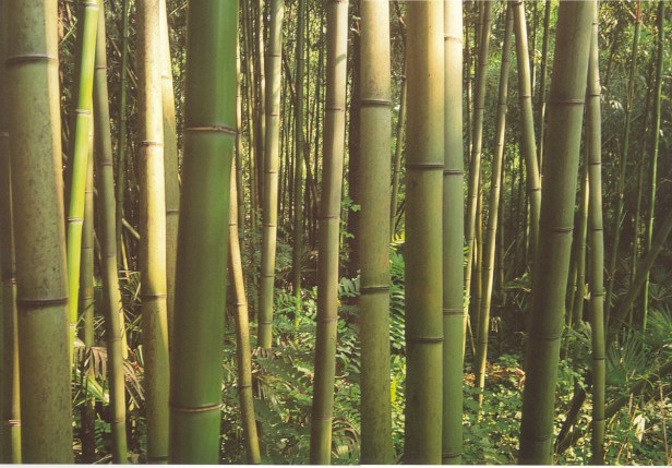 Phyllostachys-viridis