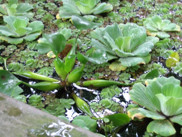 pistia