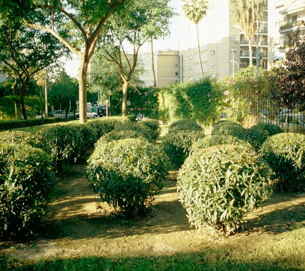 poda-adelfas-p-garcia-lorca