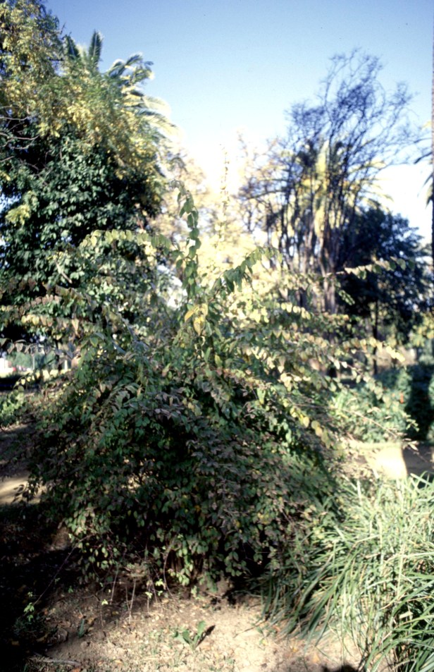 poda-celinda-sin-podar