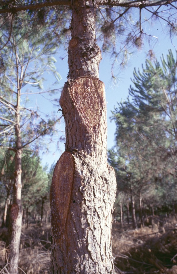 poda-malos-cortes-en-pinus-pinea