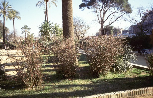 podas-poda-chaenomeles-mal