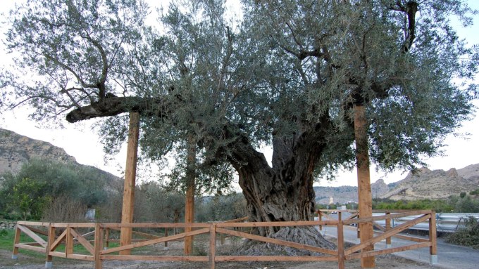 proteccion-de-arboles-singulares