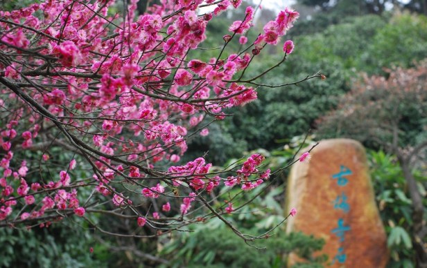 prunus-mume-en-flor