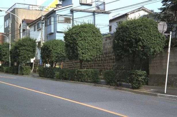 quercus-phylliareoides