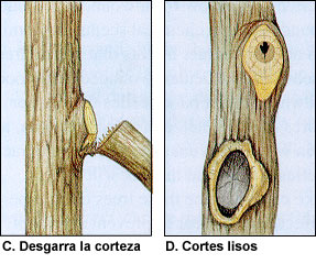 rama-cortes-lisos